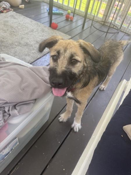 Enlarge Skittles - IN FOSTER HOME - AVAILABLE TO ADOPT, a Adopted mixed breed in Clayton, NC image 5/6