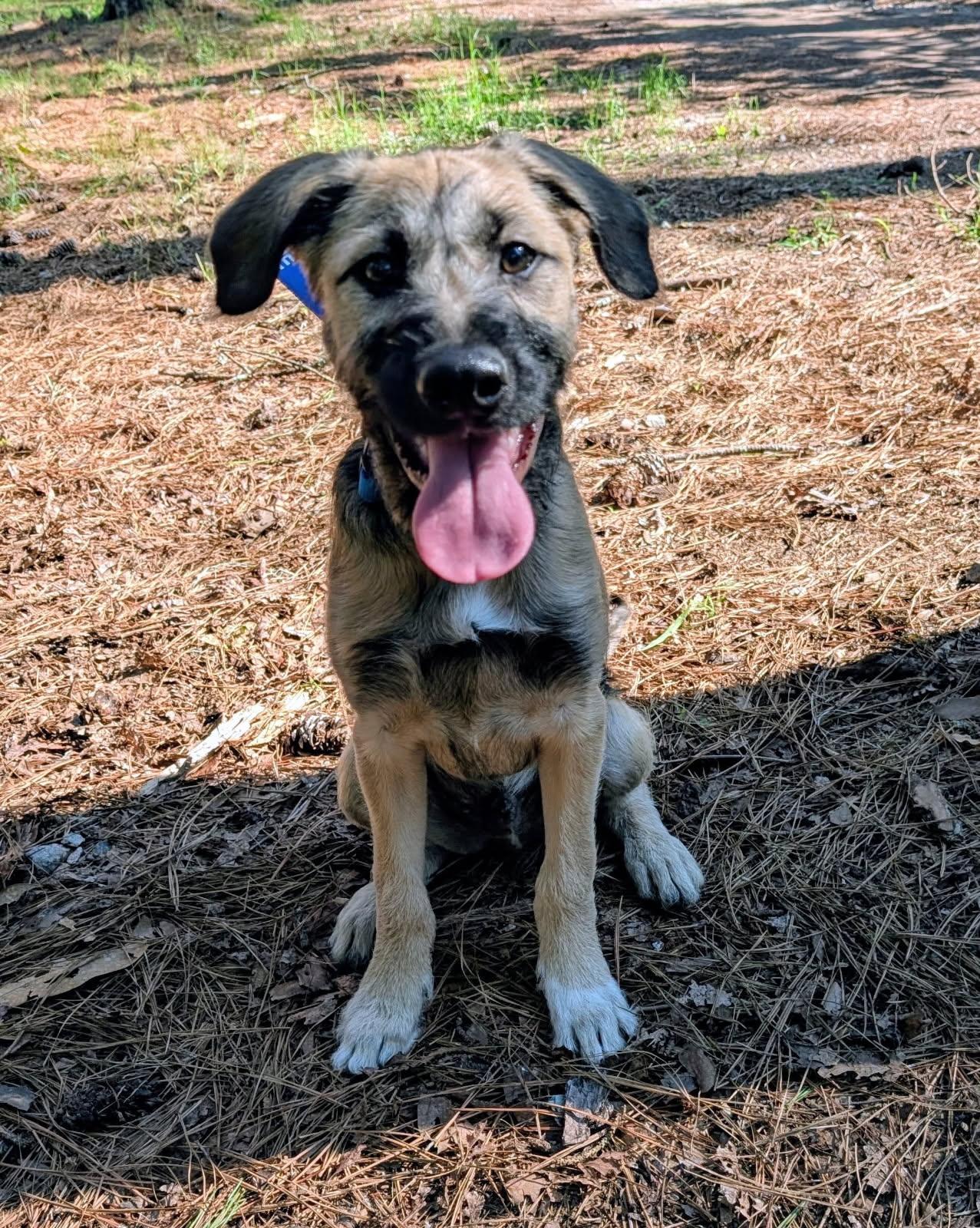 Skittles - IN FOSTER HOME - AVAILABLE TO ADOPT, ADOPTABLE, Puppy Male Mixed Breed.