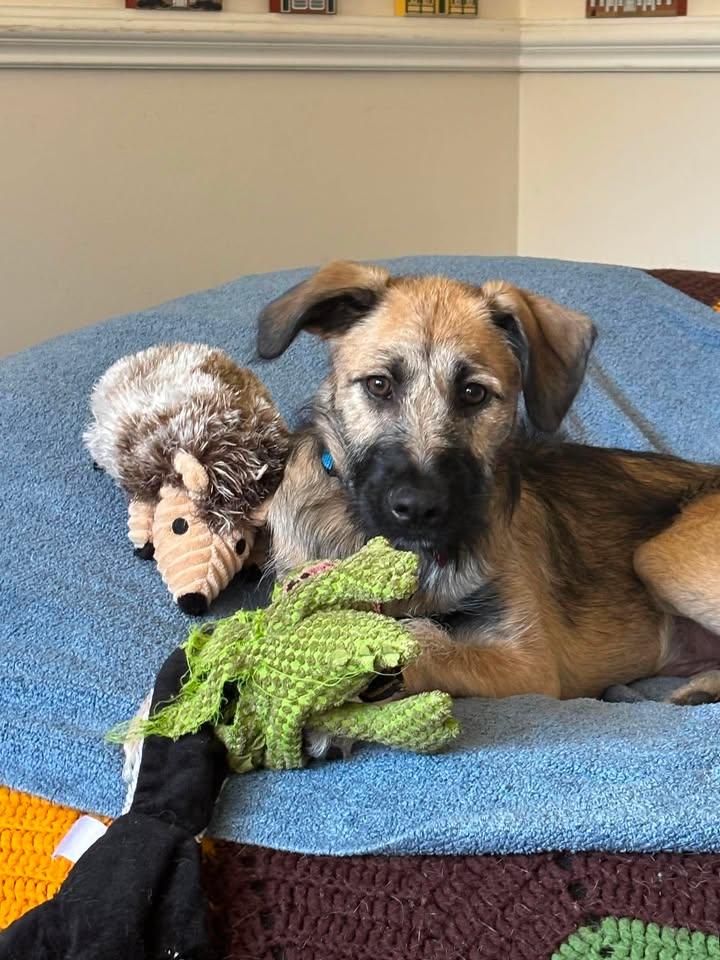 Enlarge Skittles - IN FOSTER HOME - AVAILABLE TO ADOPT, a Adopted mixed breed in Clayton, NC image 3/6