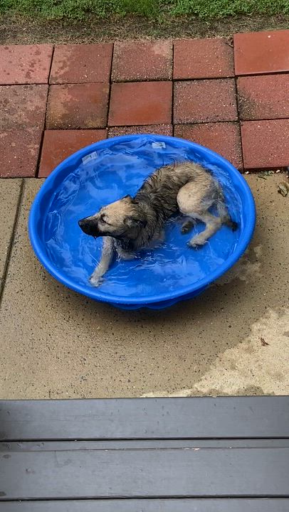 Enlarge Skittles - IN FOSTER HOME - AVAILABLE TO ADOPT, a Adopted mixed breed in Clayton, NC video 6/6