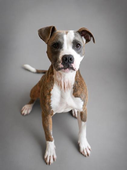 Nieve, Adoptable, Adult Male Pit Bull Terrier & Mixed Breed.
