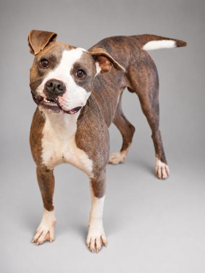 Nieve, a Adoptable mixed breed in Bowling Green, KY image 2/3