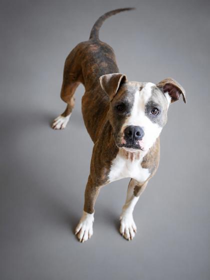Nieve, a Adoptable mixed breed in Bowling Green, KY image 3/3