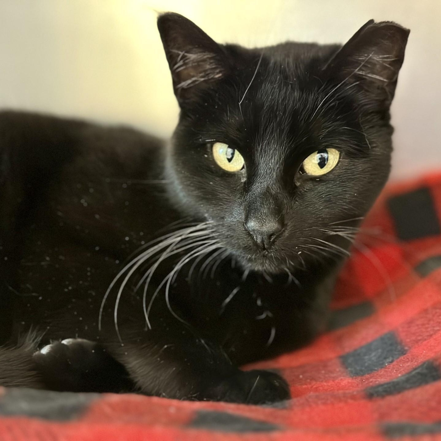 Marley , ADOPTABLE, Adult Female Domestic Short Hair.