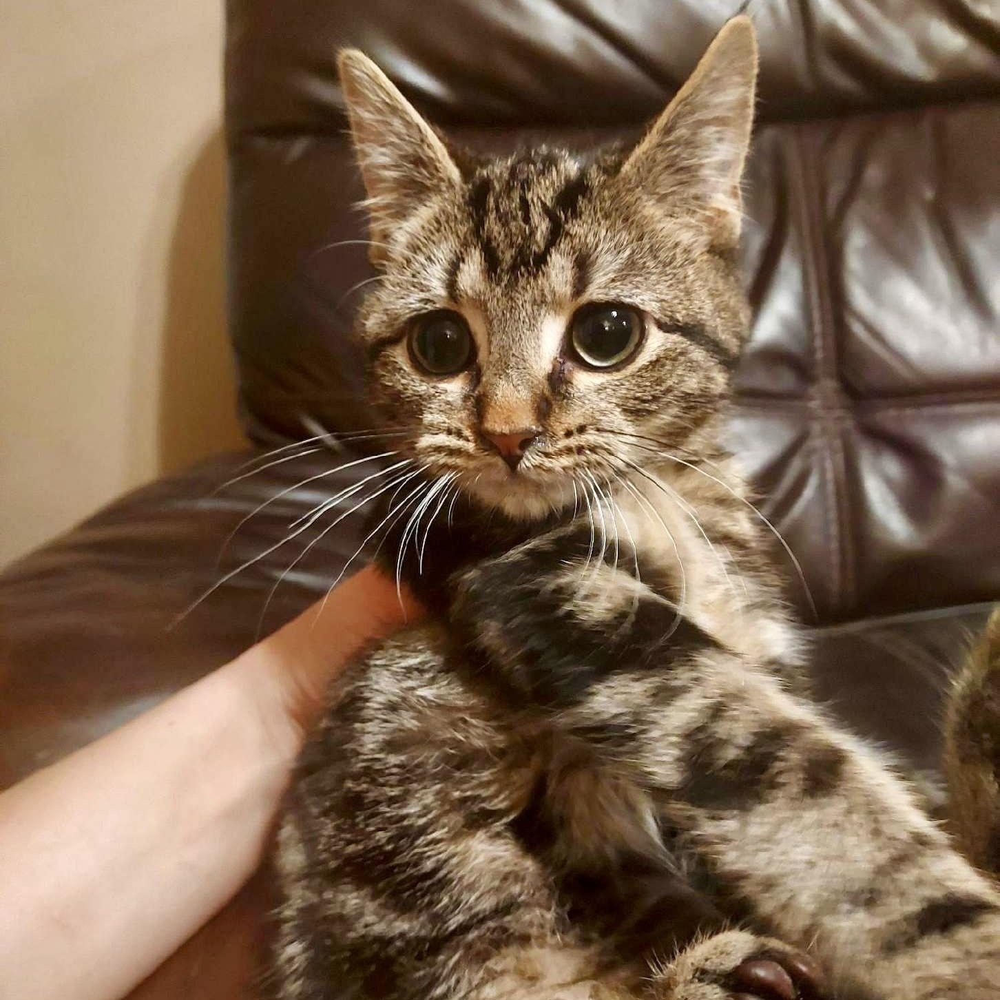 Yellow, Adoptable, Kitten Male Domestic Short Hair.