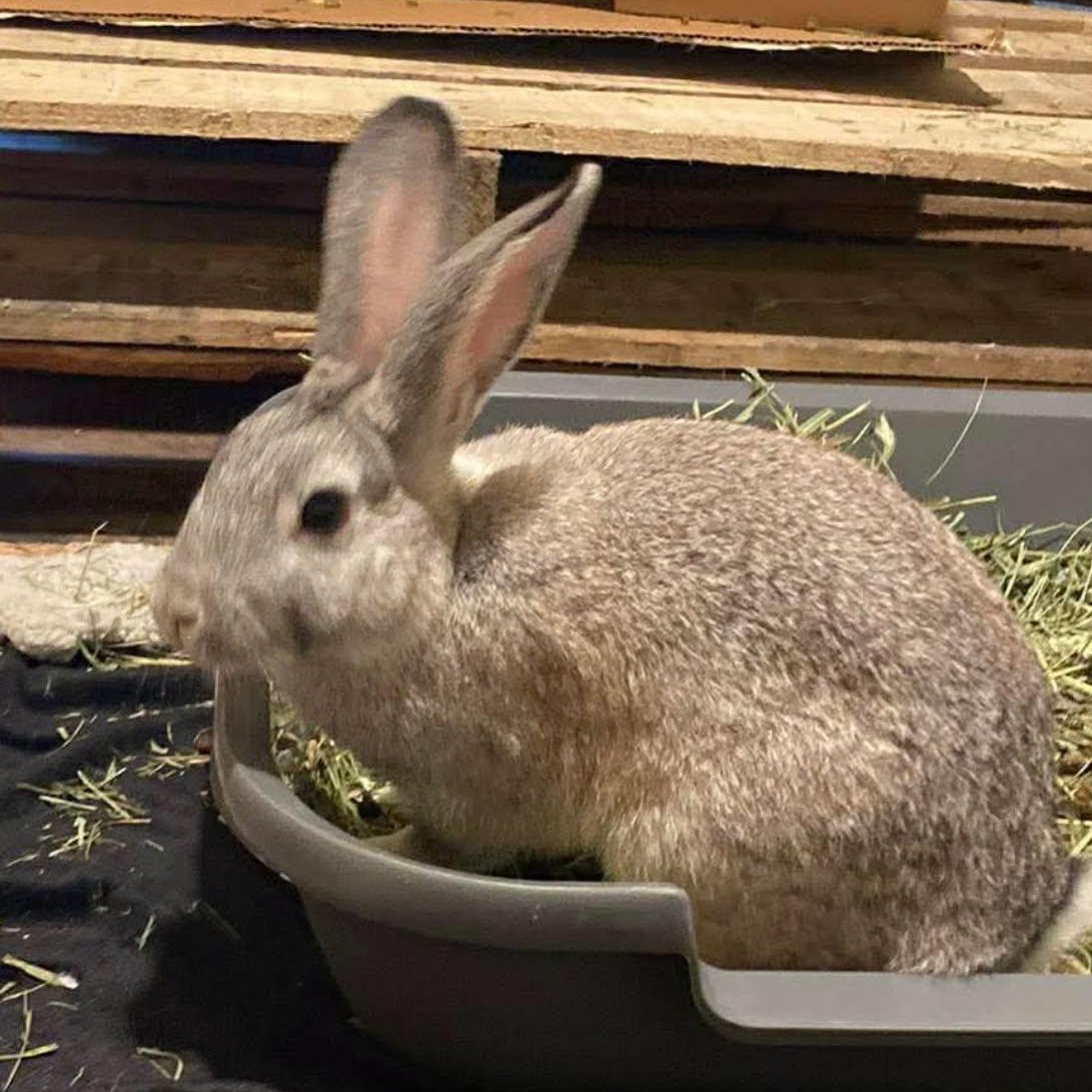 Georgie Girl, Adoptable, Young Female Bunny Rabbit.