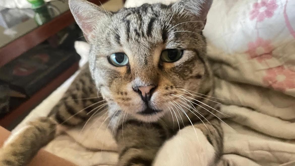 Enlarge Caesar, a Adoptable Domestic Short Hair in Waltham, MA image 1/4