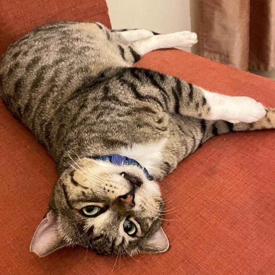 Enlarge Caesar, a Adoptable Domestic Short Hair in Waltham, MA image 3/4