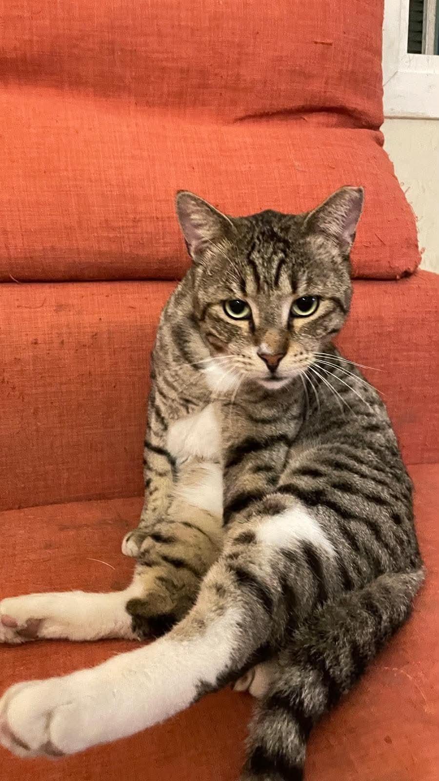 Enlarge Caesar, a Adoptable Domestic Short Hair in Waltham, MA image 2/4