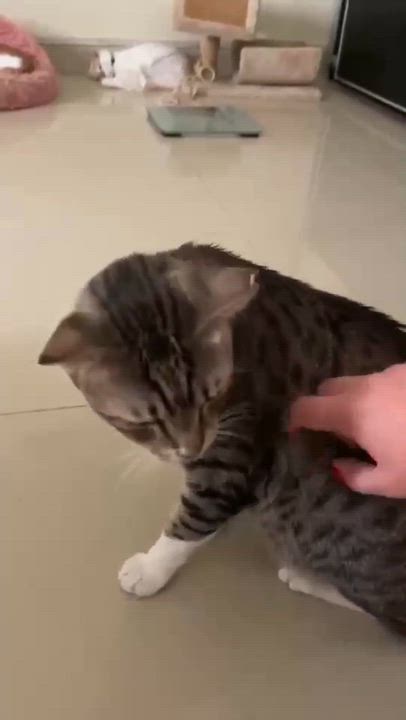 Enlarge Caesar, a Adoptable Domestic Short Hair in Waltham, MA video 4/4