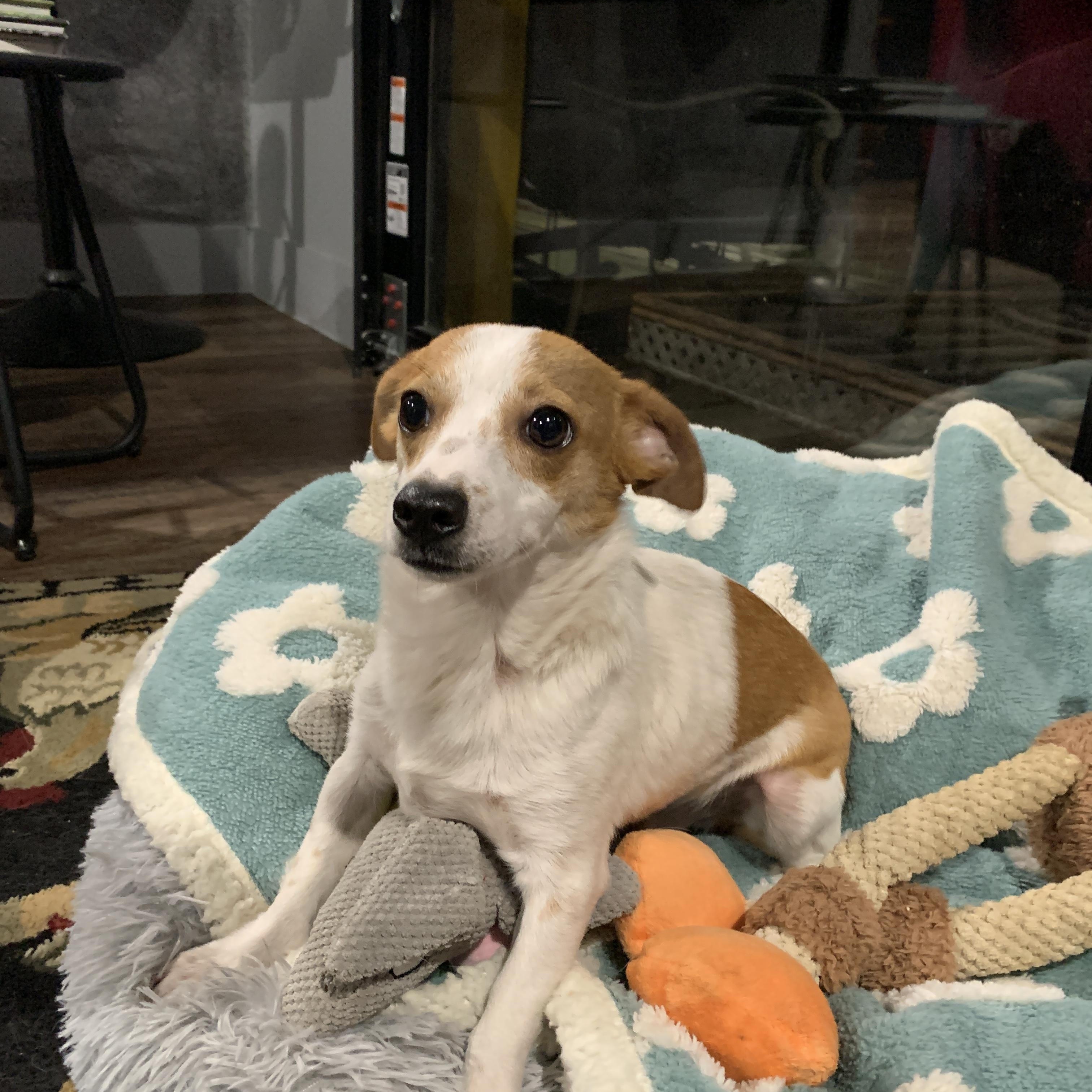 Enlarge Cade, a Adoptable mixed breed in Liverpool, TX image 6/6