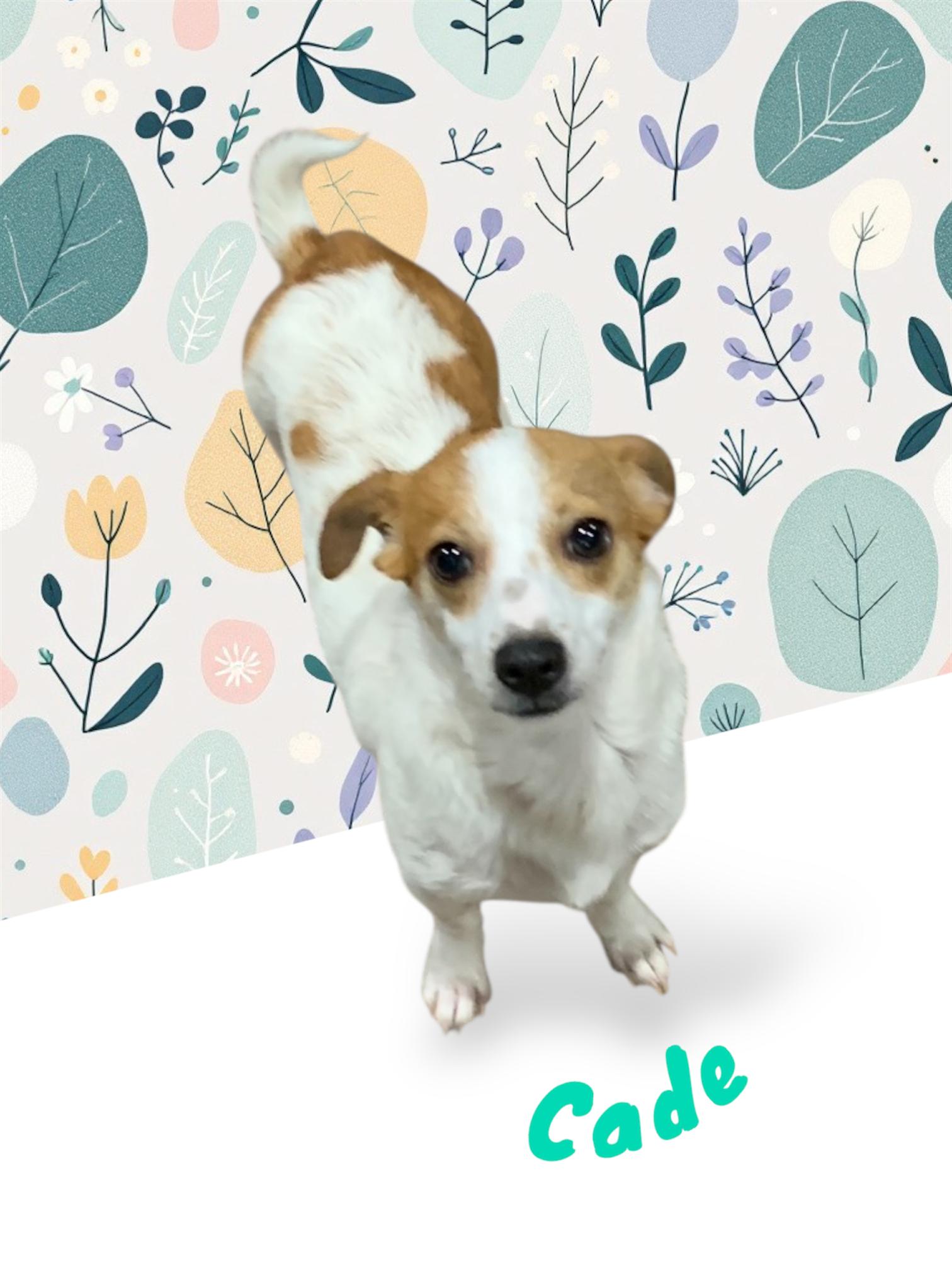 Enlarge Cade, a Adoptable mixed breed in Liverpool, TX image 1/6