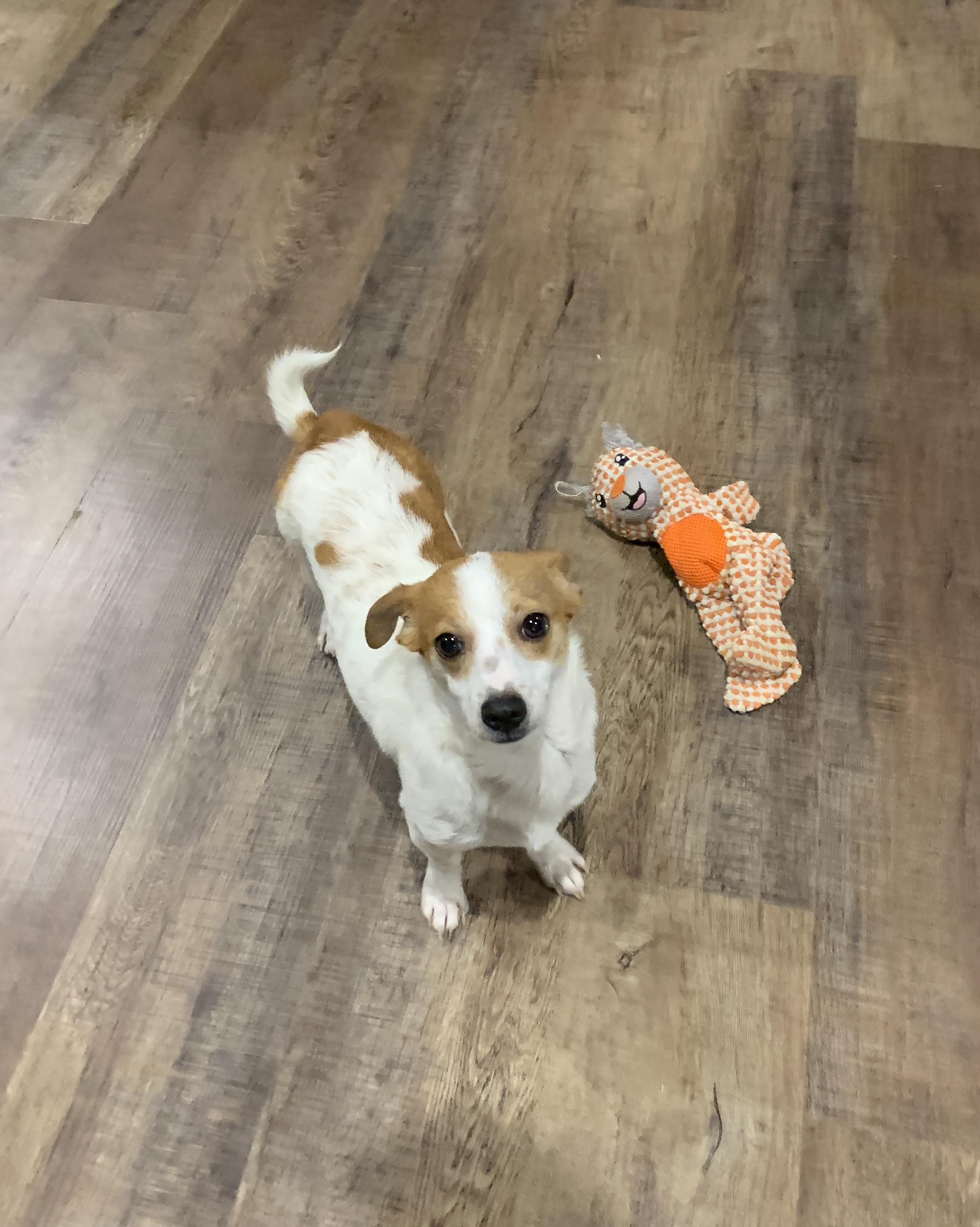 Enlarge Cade, a Adoptable mixed breed in Liverpool, TX image 2/6