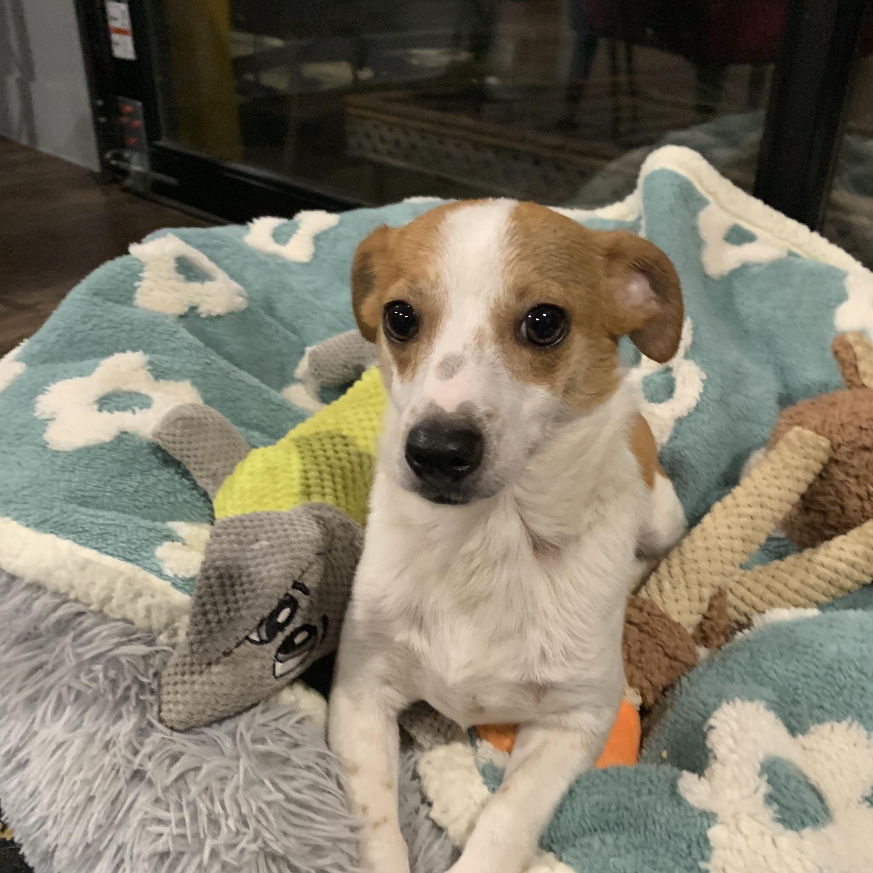 Enlarge Cade, a Adoptable mixed breed in Liverpool, TX image 4/6