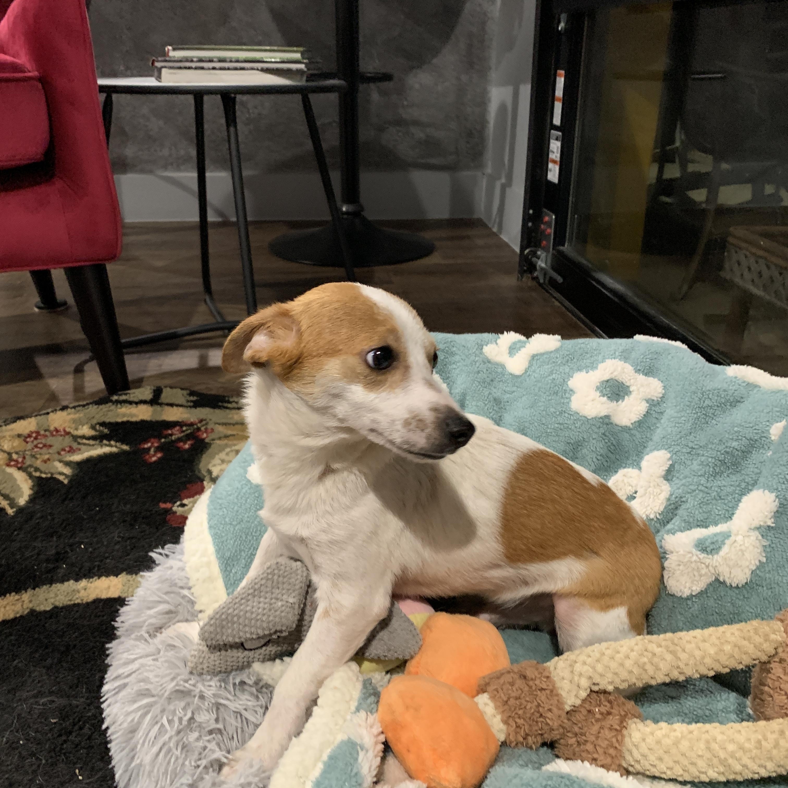 Enlarge Cade, a Adoptable mixed breed in Liverpool, TX image 5/6