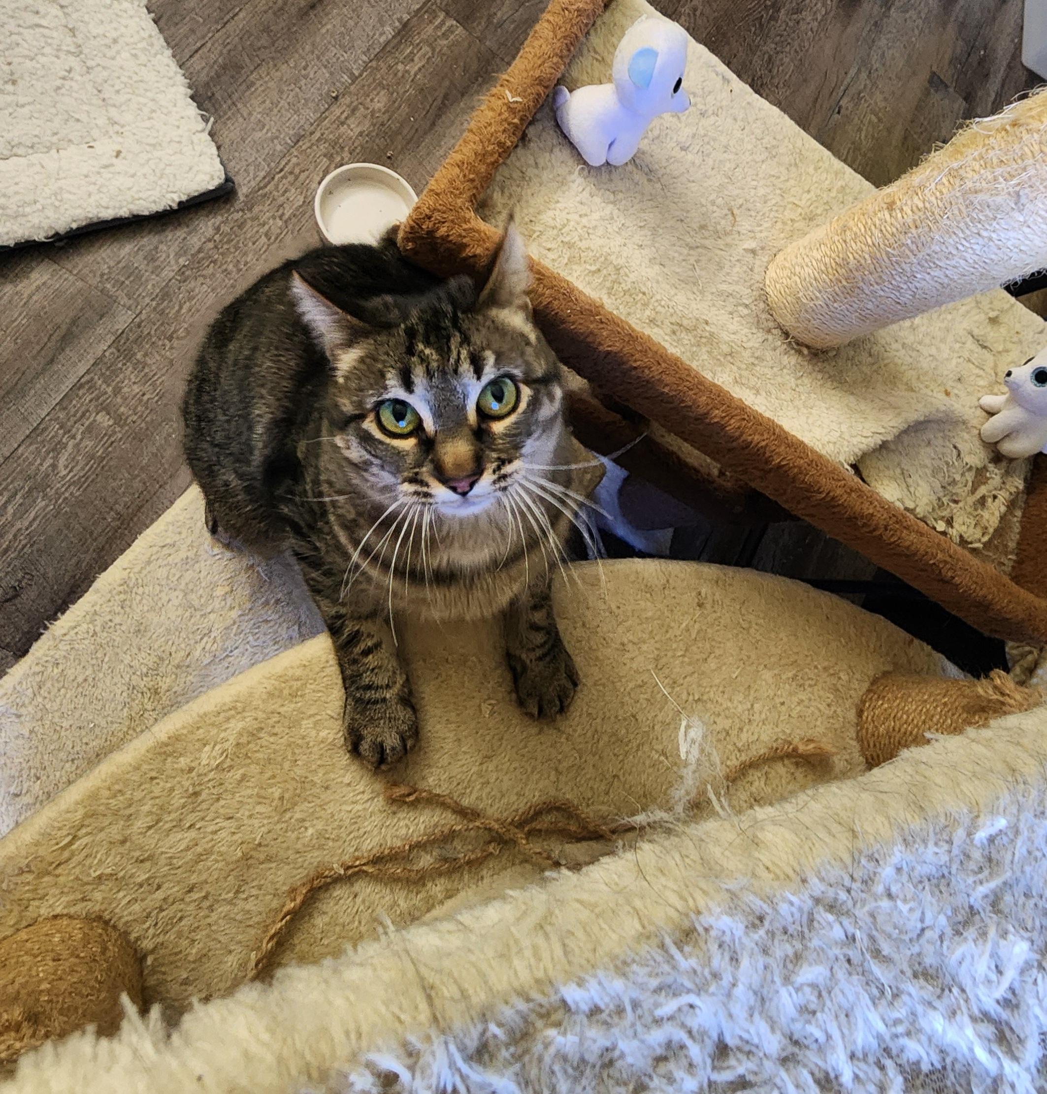 Enlarge Aphrodite, an adoptable Domestic Short Hair in Lacona, NY image 1/5