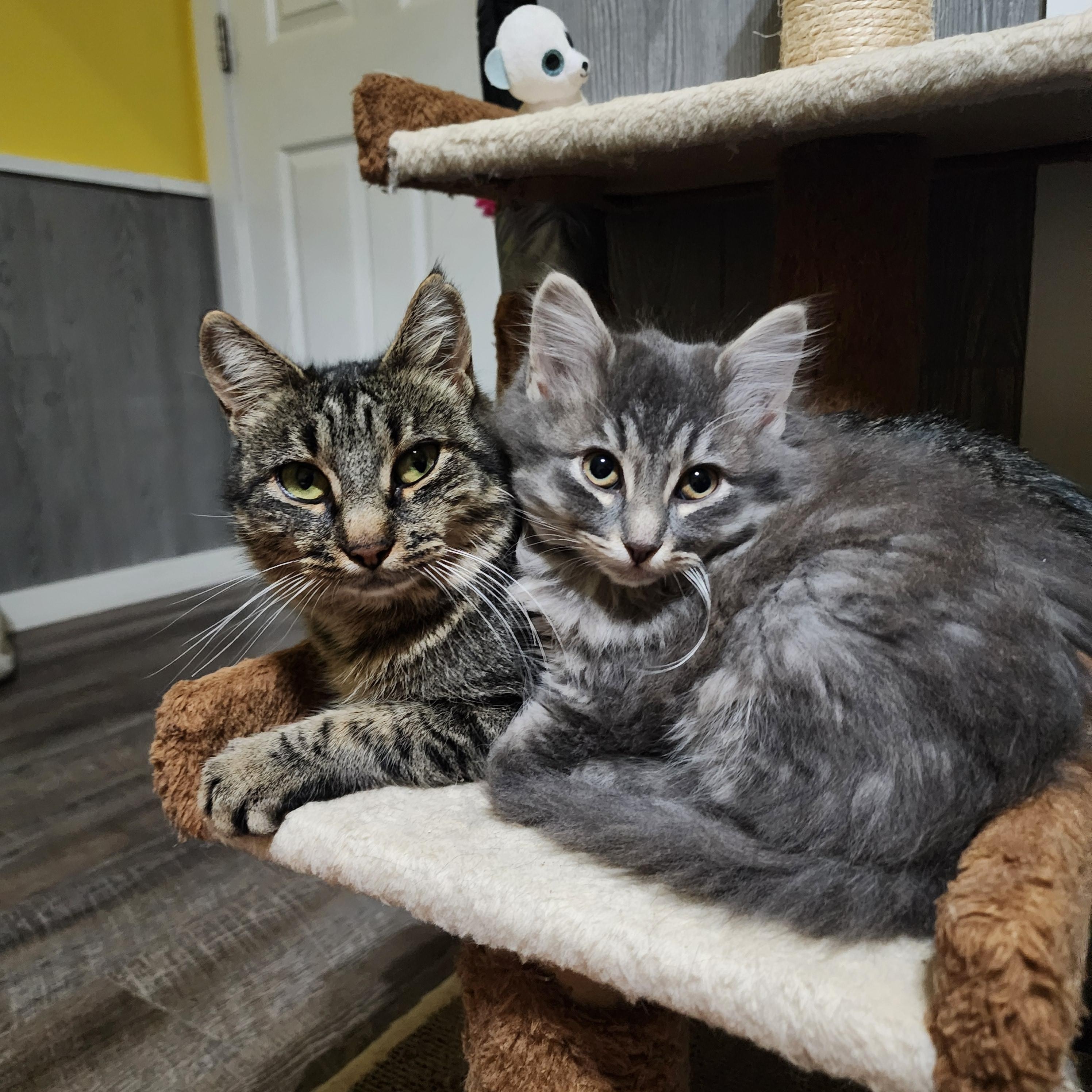 Enlarge Aphrodite, an adoptable Domestic Short Hair in Lacona, NY image 4/5