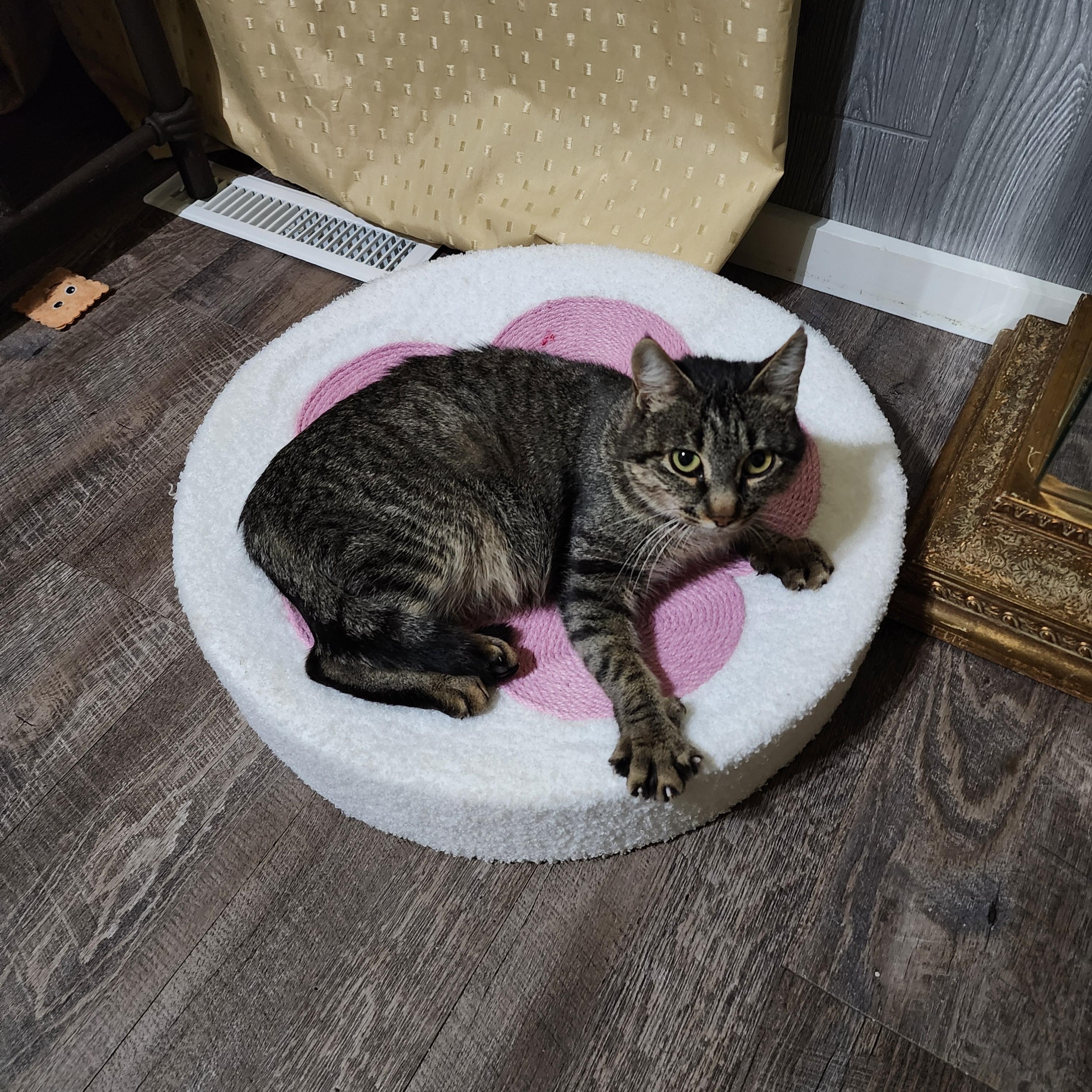 Enlarge Aphrodite, an adoptable Domestic Short Hair in Lacona, NY image 5/5