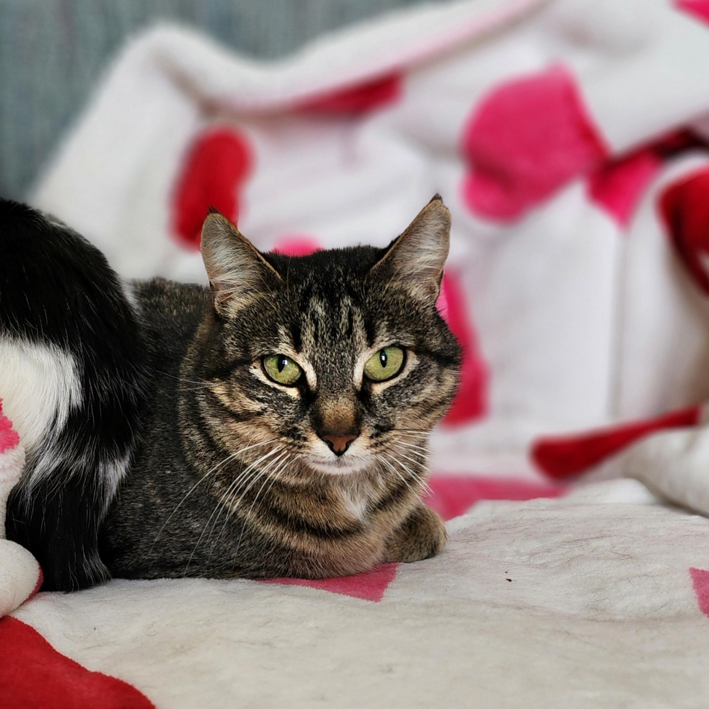 Enlarge Aphrodite, an adoptable Domestic Short Hair in Lacona, NY image 1/5