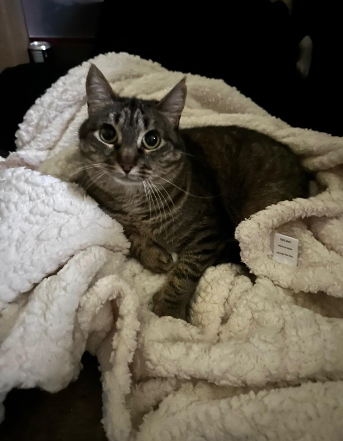 Aphrodite, adoptable, Young Female Domestic Short Hair.