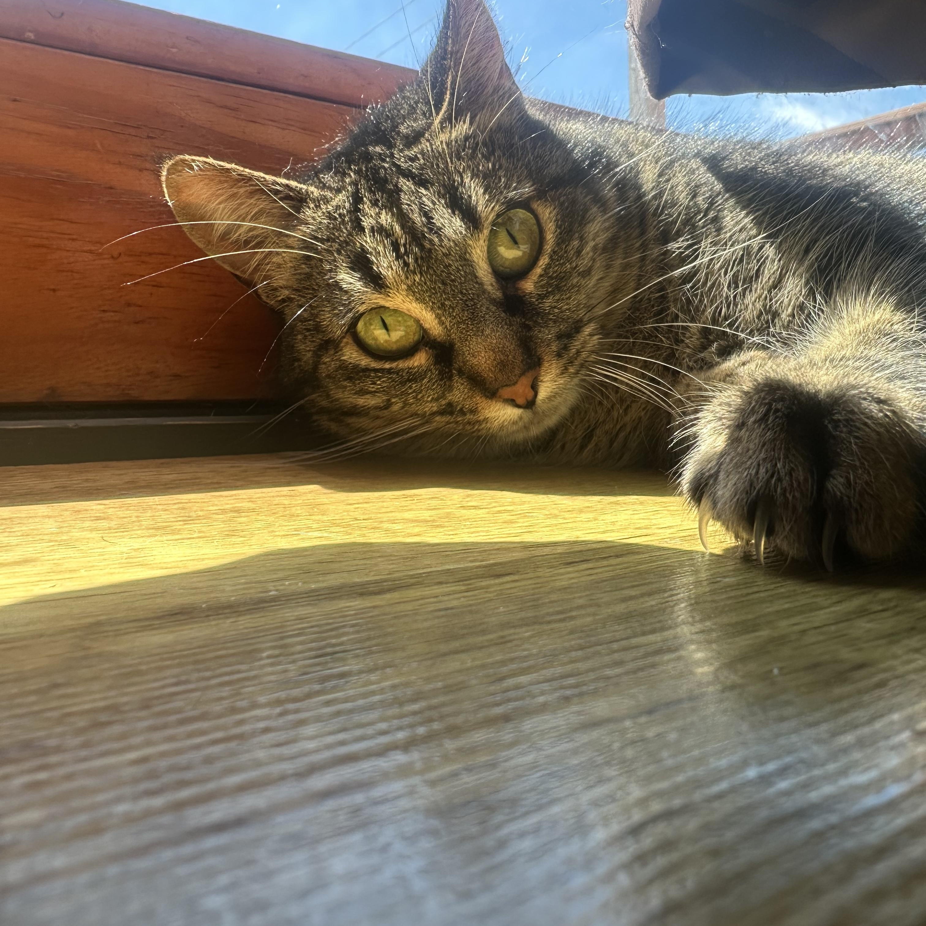 Aphrodite, adoptable, Young Female Domestic Short Hair.