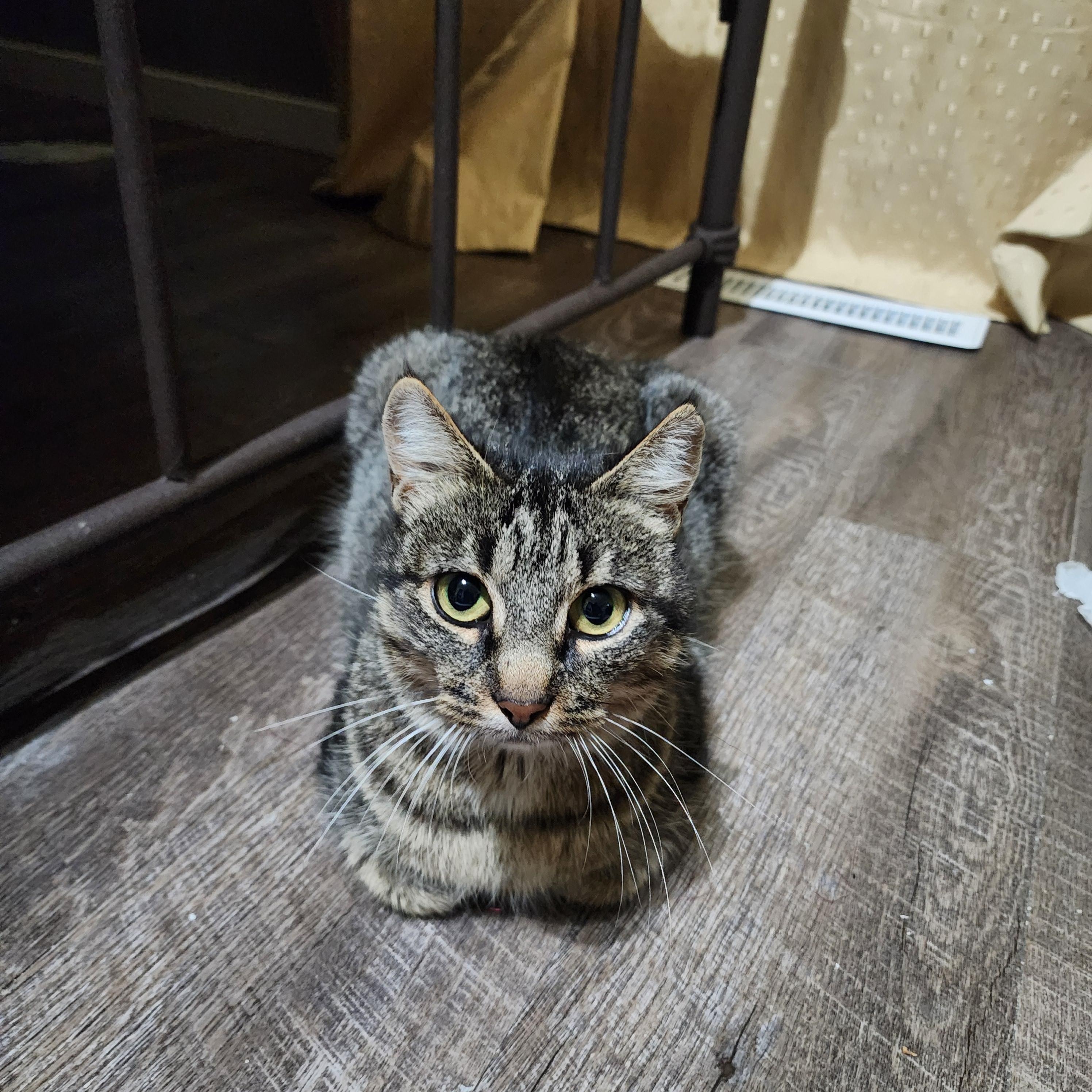 Enlarge Aphrodite, an adoptable Domestic Short Hair in Lacona, NY image 3/5