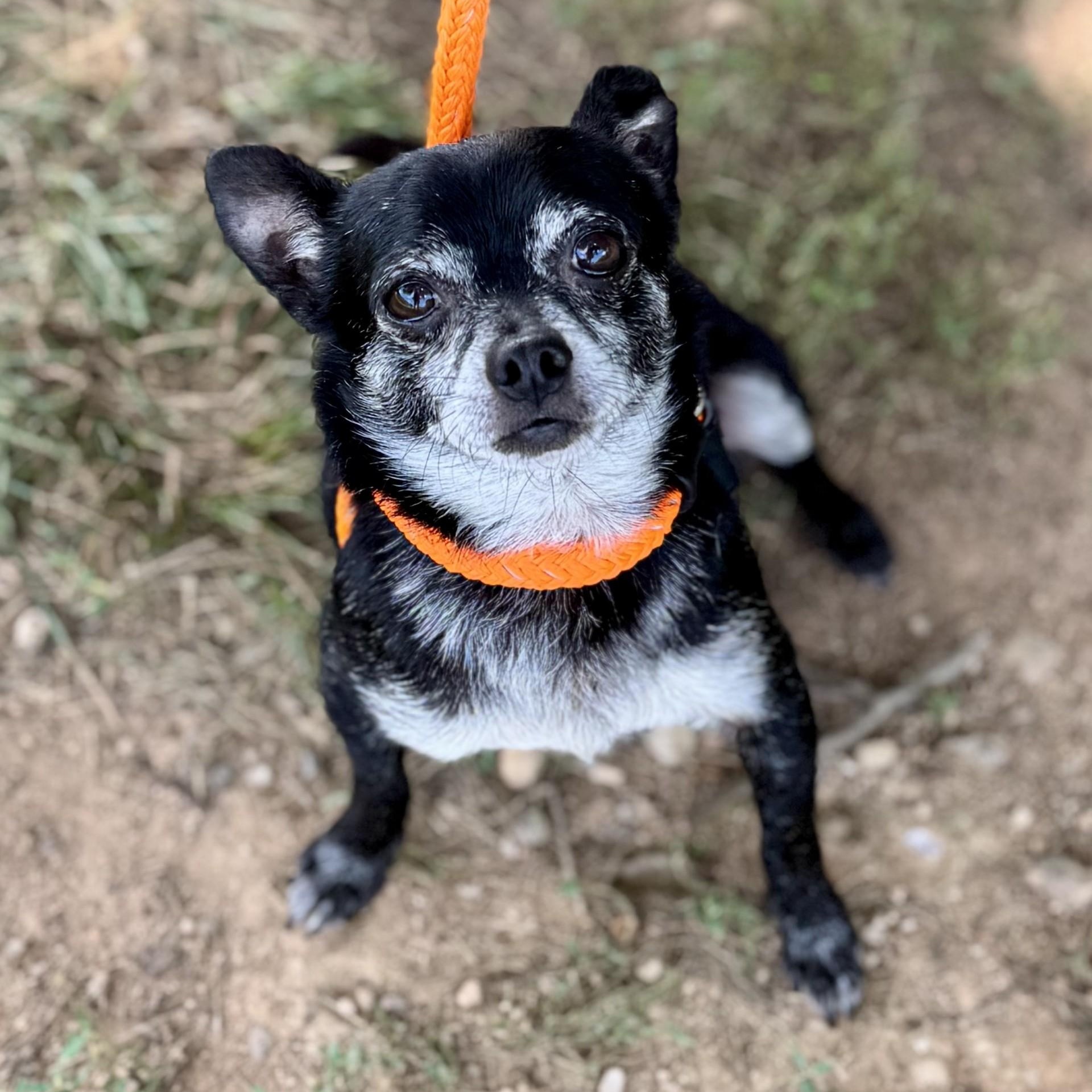 Giuseppe (CONC-A-8606), Adult Male Chihuahua