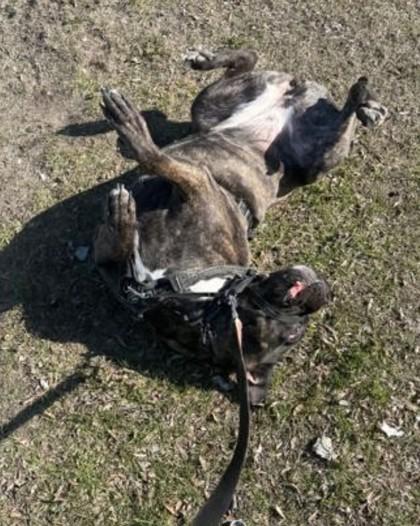 Prune, Adoptable, Young Female Mixed Breed & Mixed Breed.
