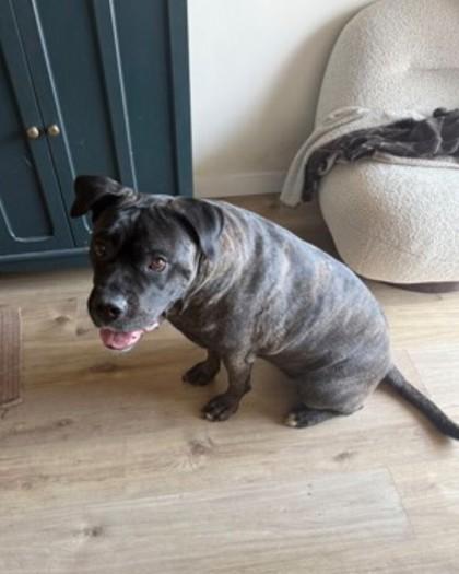 Enlarge Prune, a Adoptable mixed breed in Montreal, QC image 1/3