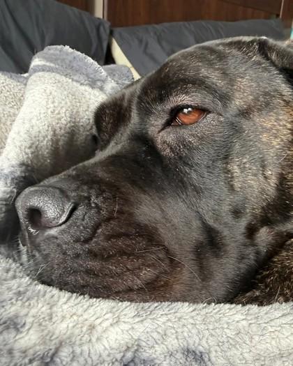 Enlarge Prune, a Adoptable mixed breed in Montreal, QC image 2/3