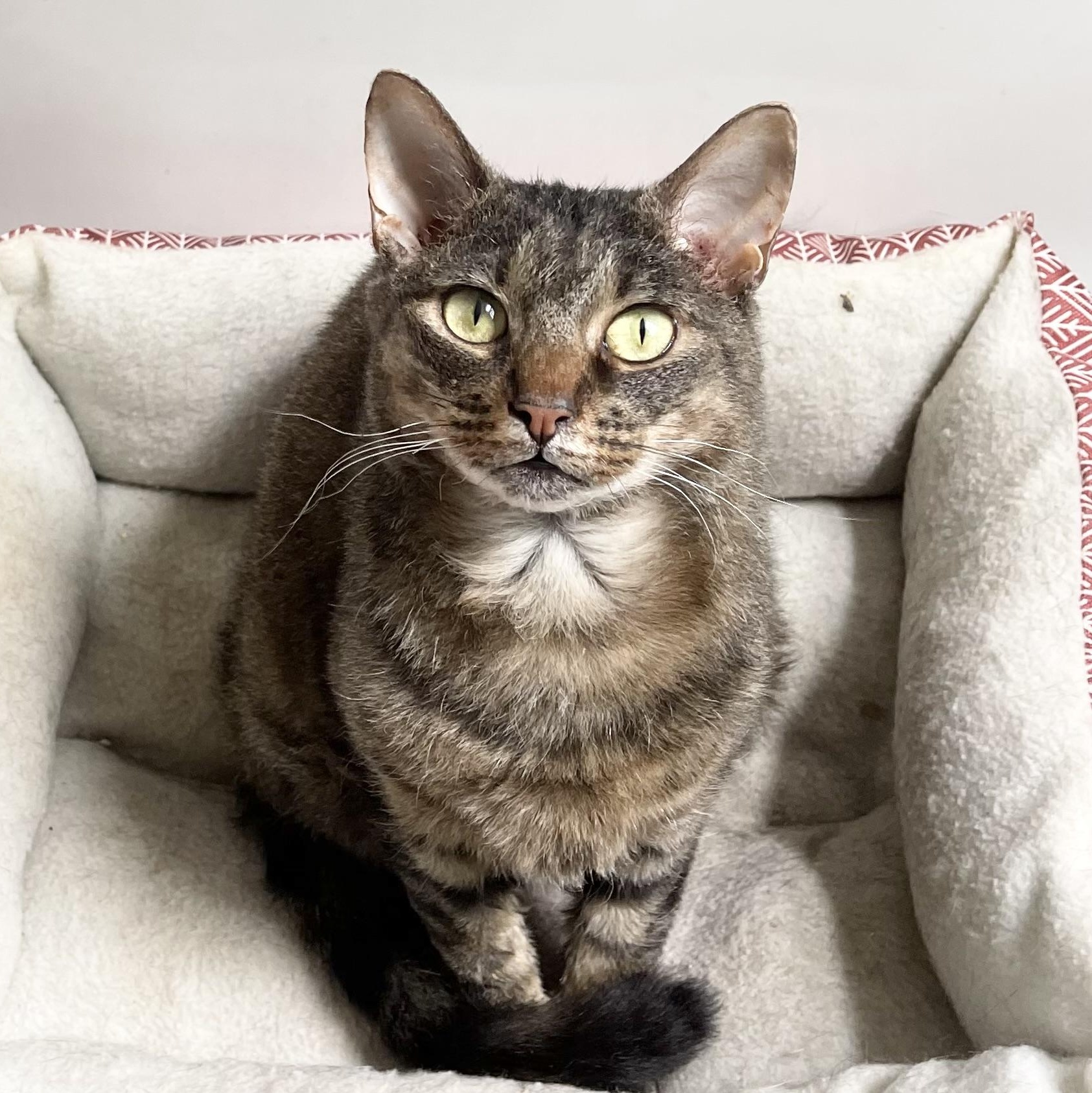 Gretel, Adult Female Devon Rex