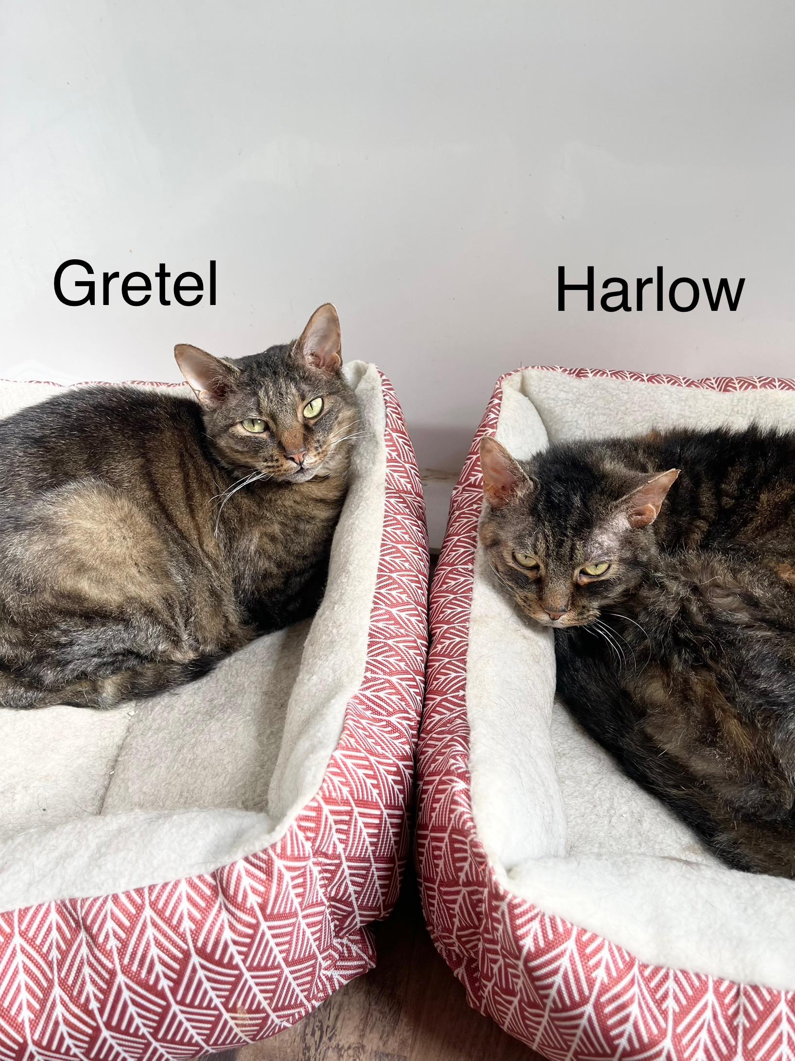 Gretel photo 2