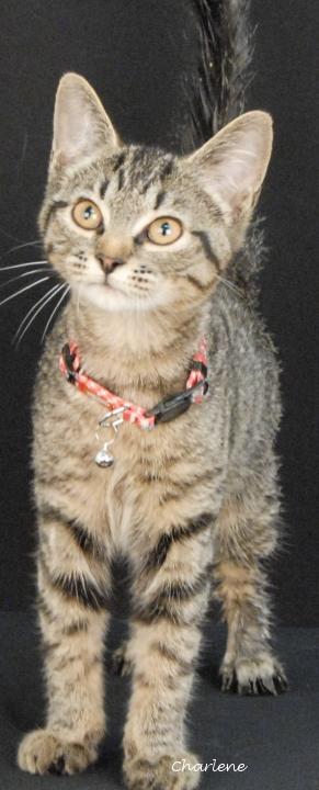 Enlarge Shoneys, a Adoptable Tabby in Newland, NC image 1/1