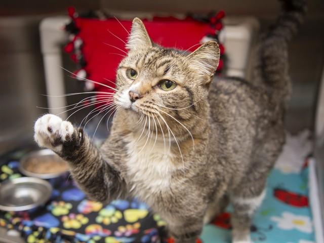 AURORA, Adoptable, Adult Female Domestic Short Hair.