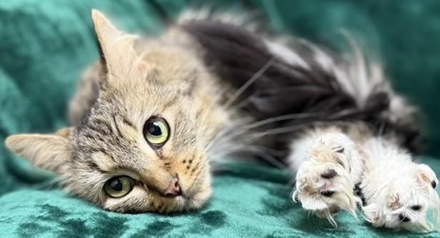 Enlarge Chloe, a ADOPTABLE Domestic Medium Hair in Miller Beach, IN image 1/1