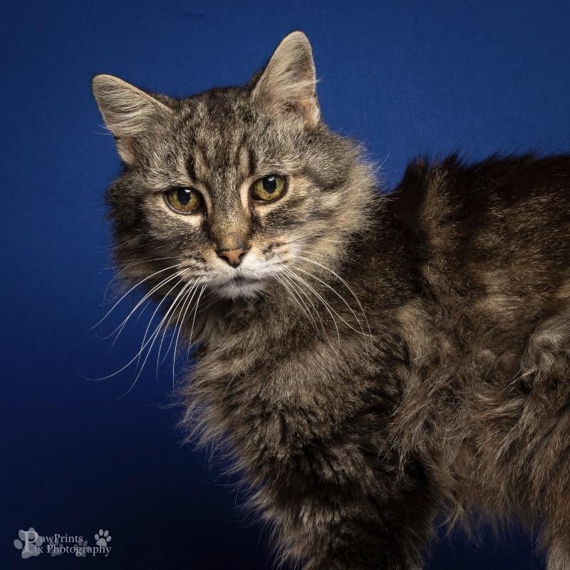 Magestic, Adoptable, Adult Male Domestic Medium Hair.