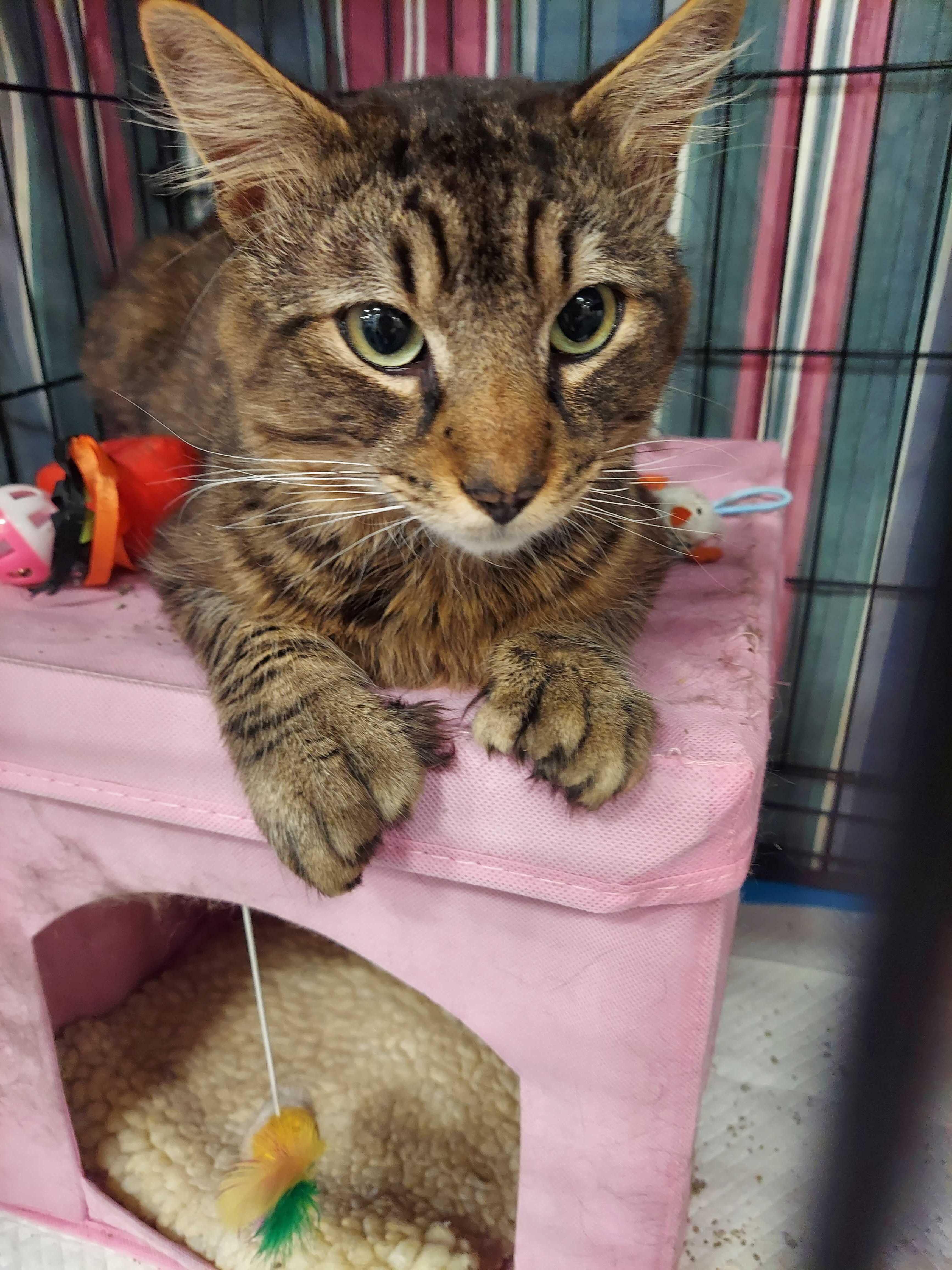 Bobbi, adopted, Young Male Domestic Short Hair.
