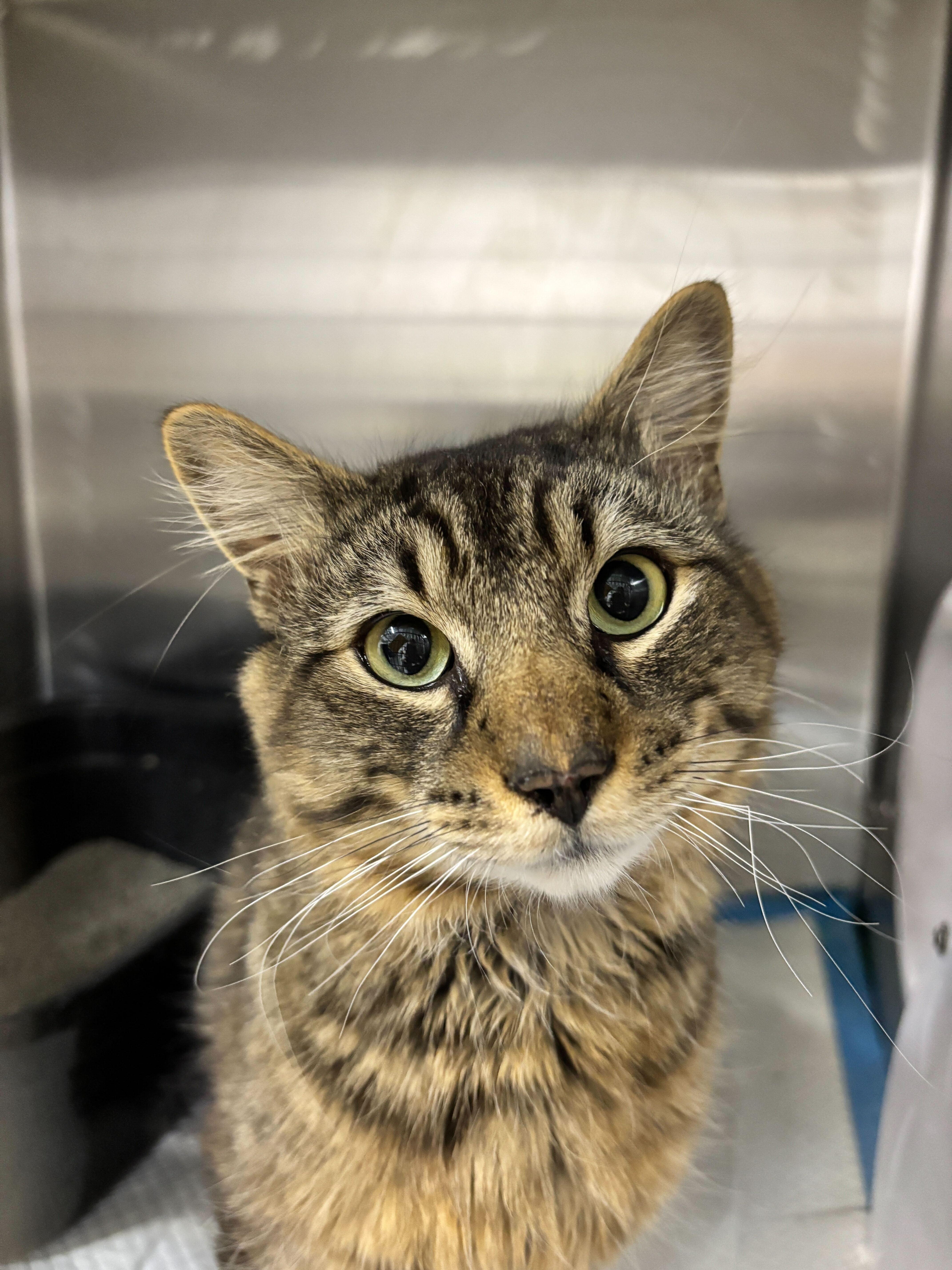 Bobbi, an adopted Domestic Short Hair in Waltham, MA image 3/3