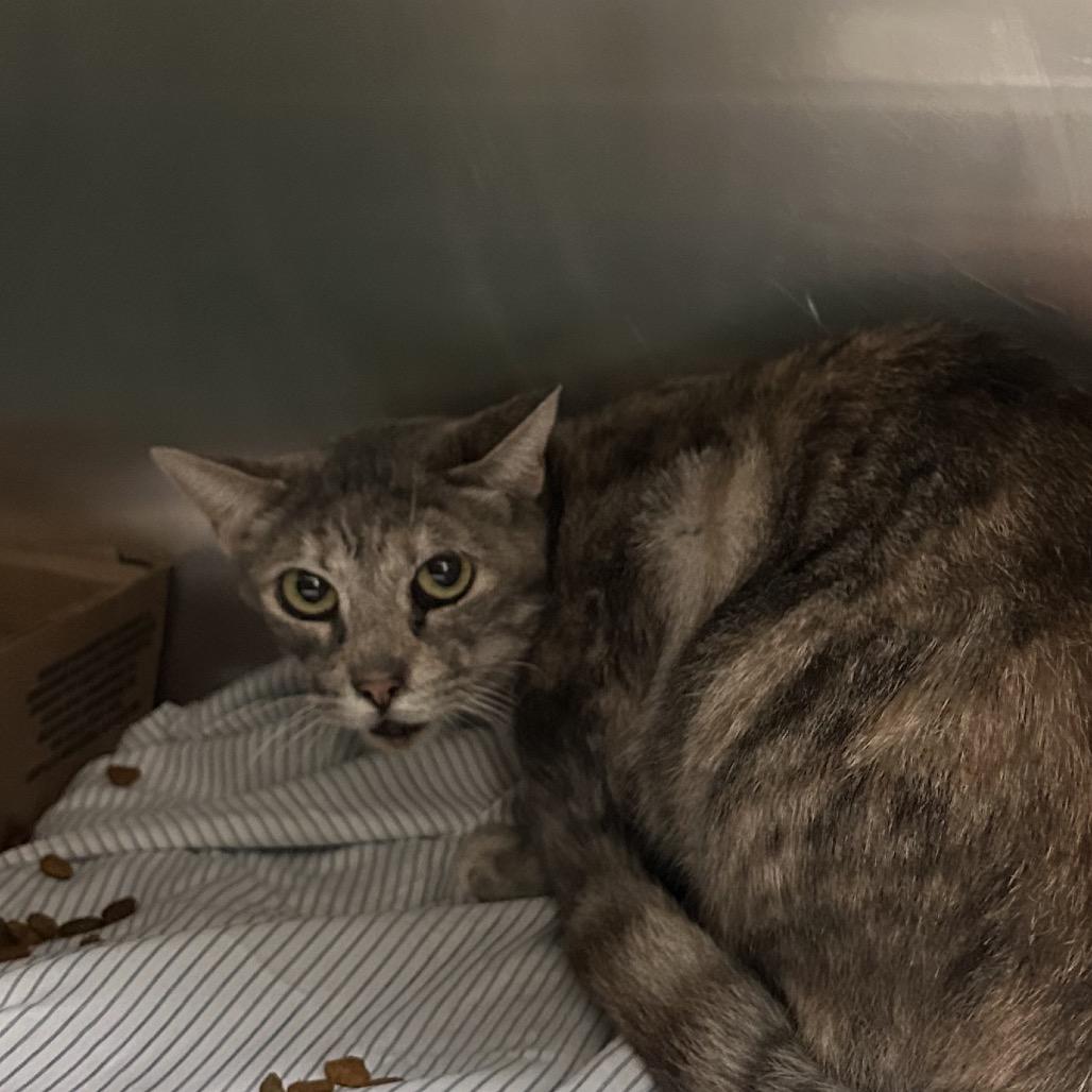 Jacklyn, a Adoptable Domestic Short Hair in Roanoke, VA image 1/2