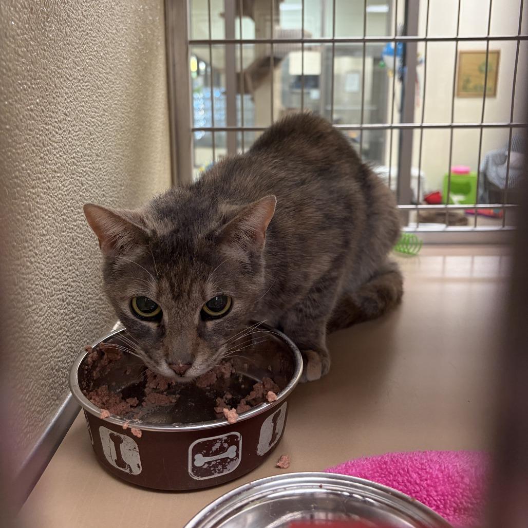 Jacklyn, a Adoptable Domestic Short Hair in Roanoke, VA image 2/2
