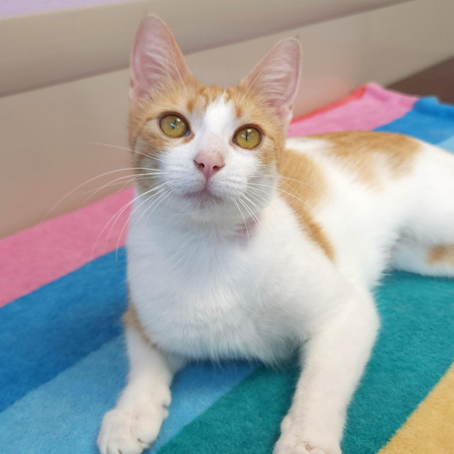 Enlarge Smores, a ADOPTABLE Domestic Short Hair in Marshfield, WI image 1/6