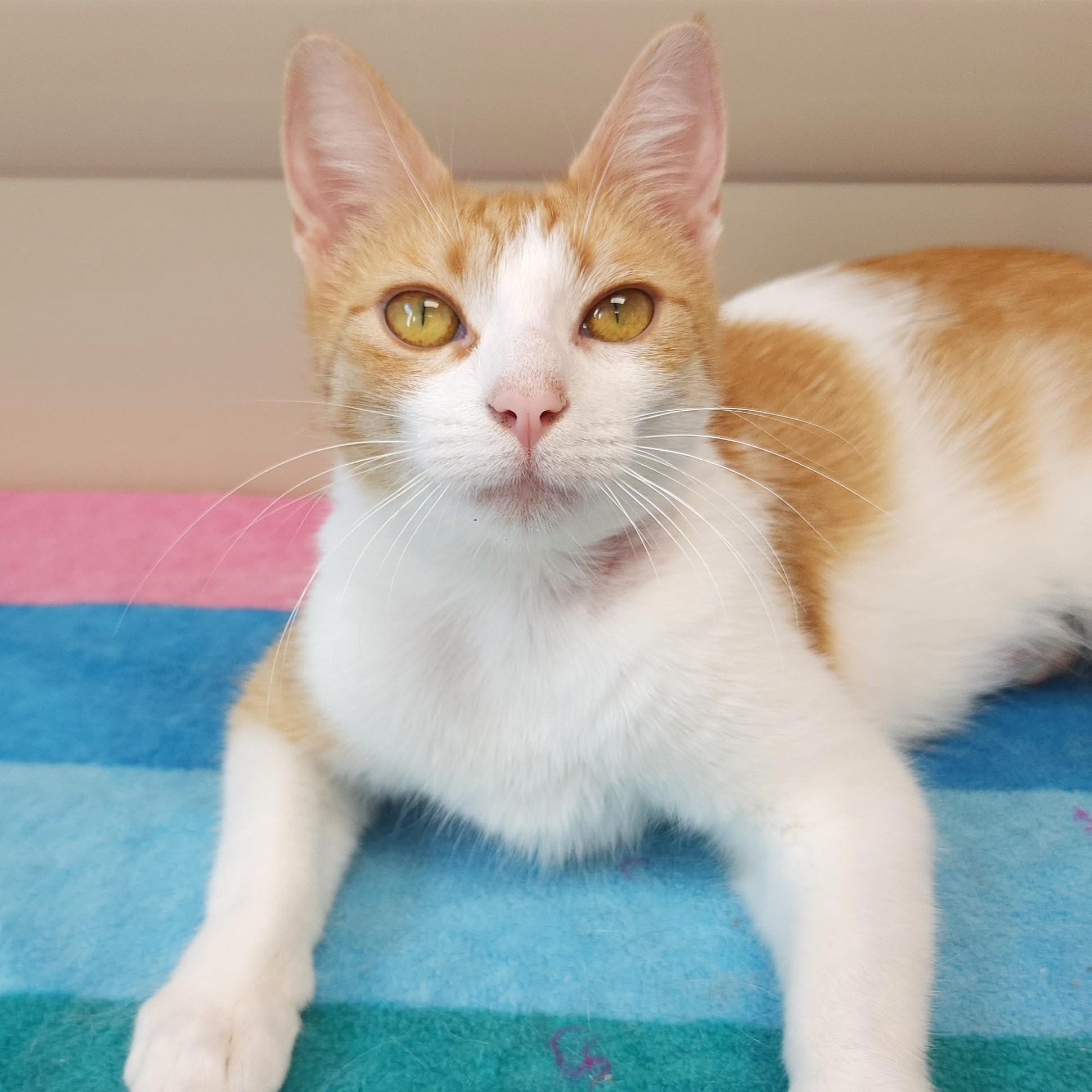 Enlarge Smores, a ADOPTABLE Domestic Short Hair in Marshfield, WI image 5/6