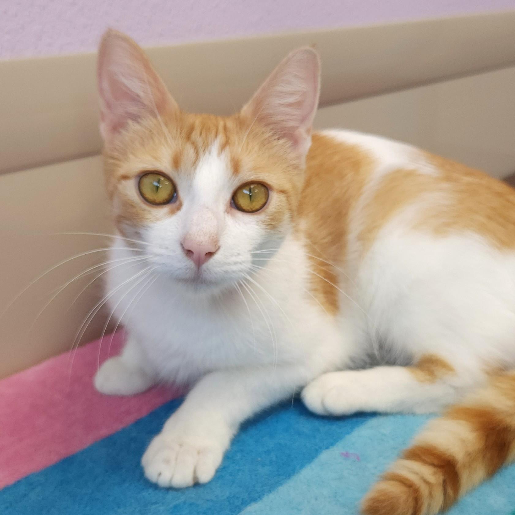 Enlarge Smores, a ADOPTABLE Domestic Short Hair in Marshfield, WI image 4/6