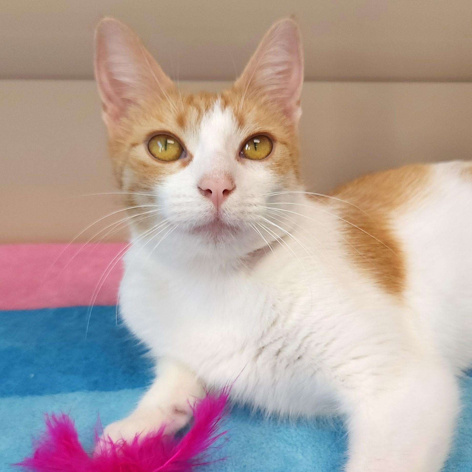 Enlarge Smores, a ADOPTABLE Domestic Short Hair in Marshfield, WI image 3/6