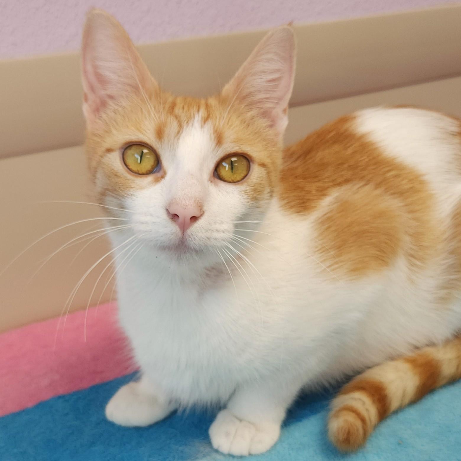 Enlarge Smores, a ADOPTABLE Domestic Short Hair in Marshfield, WI image 2/6