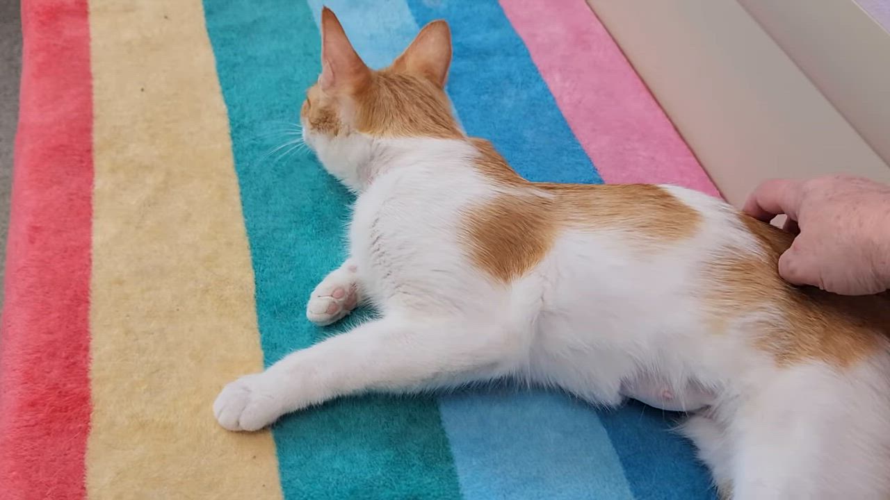 Enlarge Smores, a ADOPTABLE Domestic Short Hair in Marshfield, WI video 6/6