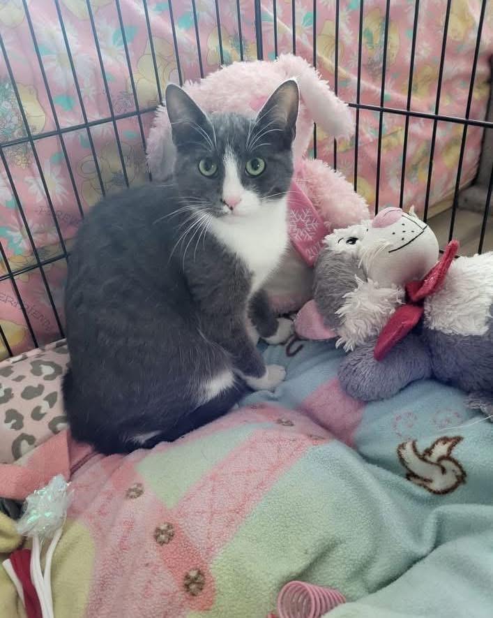 Graham, Adoptable, Adult Male Domestic Short Hair.