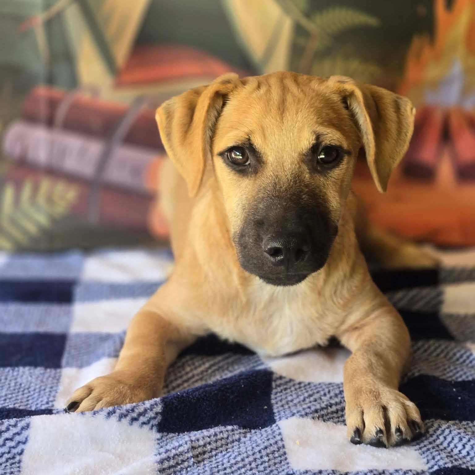 Enlarge Chubbs, a Adoptable mixed breed in Tylertown, MS image 2/2