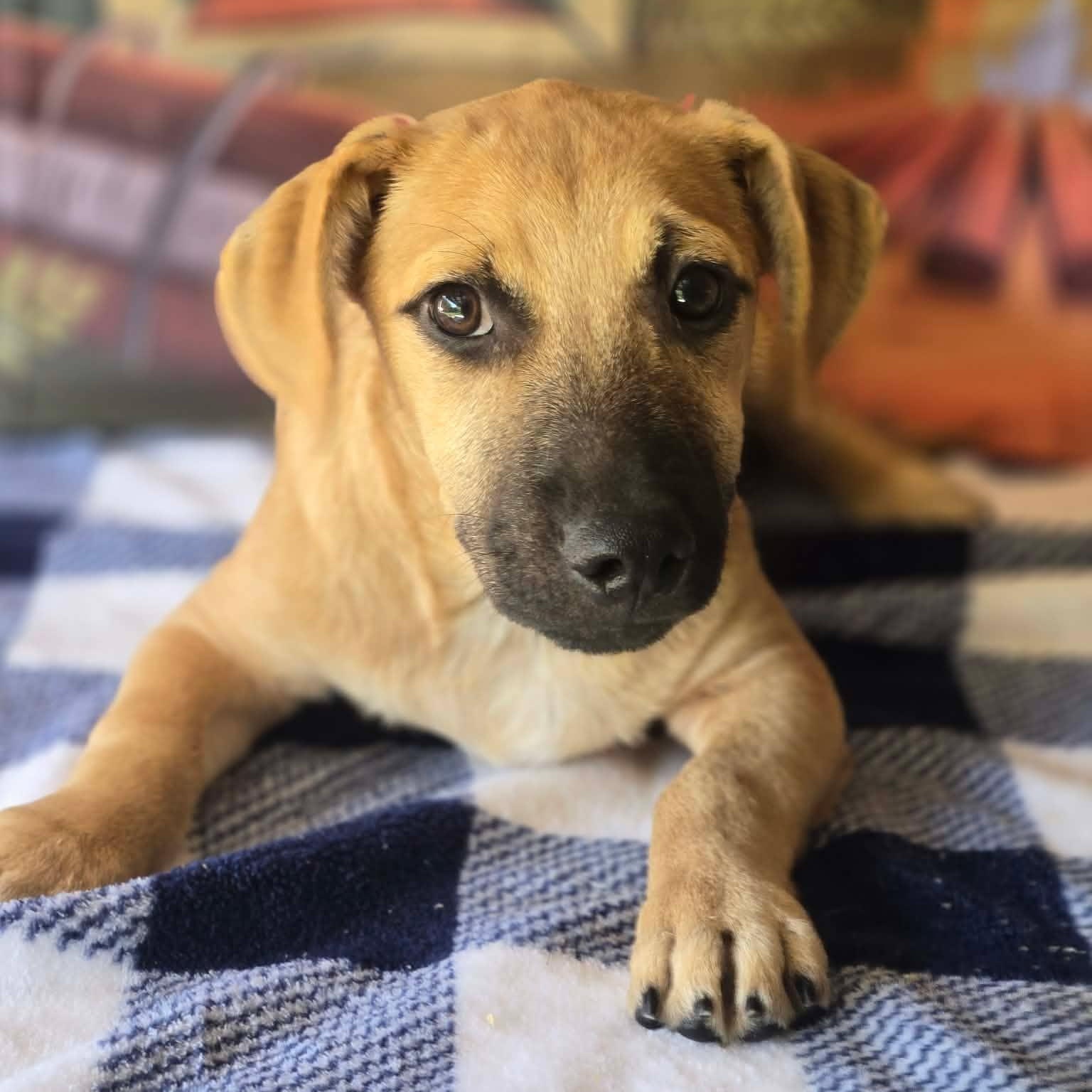 Chubbs, Adoptable, Young Male Border Terrier & Beagle.