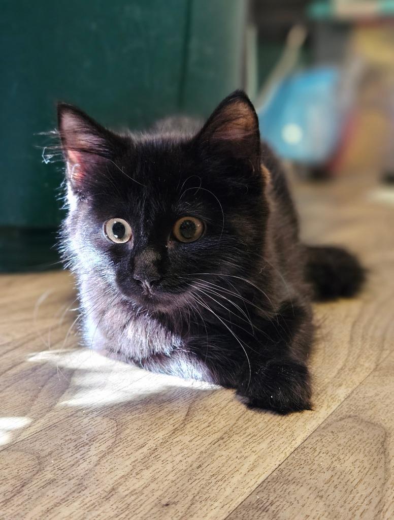Ferret, Adoptable, Kitten Male Domestic Medium Hair.